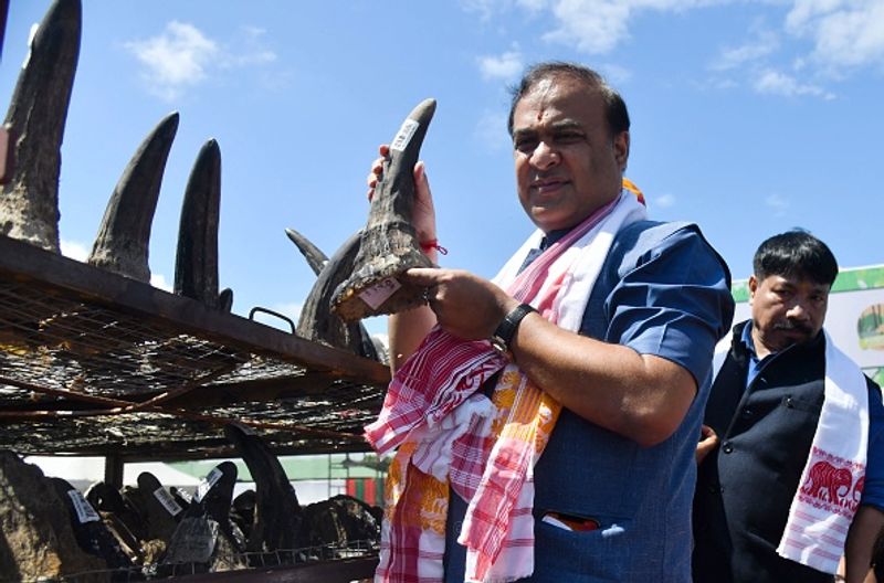 Assam government has set fire to the worlds largest collection of rhino horns
