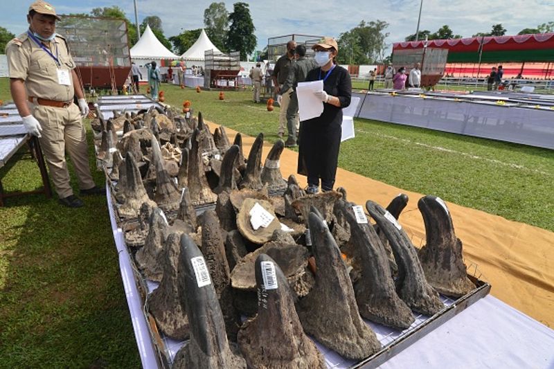 Assam government has set fire to the worlds largest collection of rhino horns