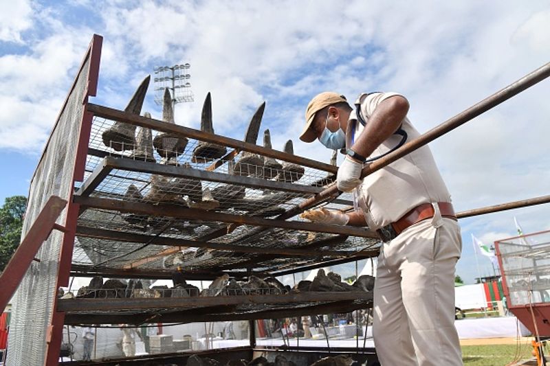 Assam government has set fire to the worlds largest collection of rhino horns