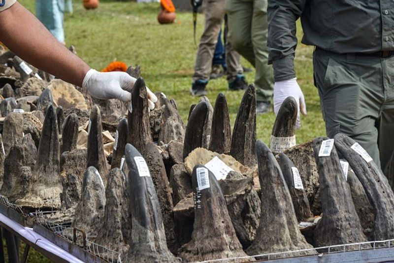 Assam government has set fire to the worlds largest collection of rhino horns
