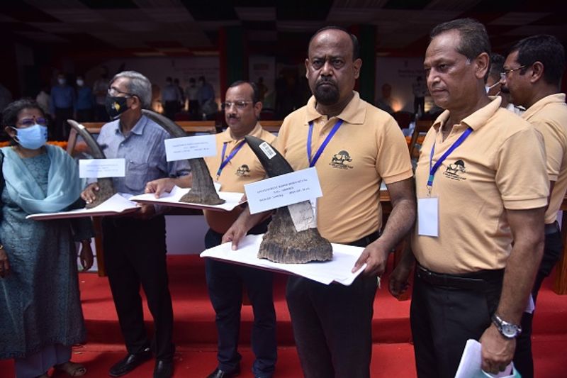 Assam government has set fire to the worlds largest collection of rhino horns