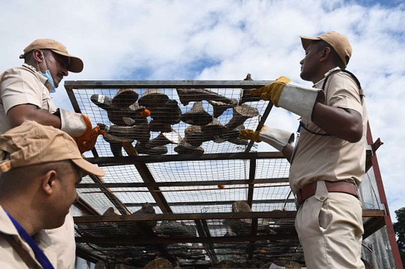 Assam government has set fire to the worlds largest collection of rhino horns