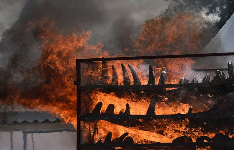 Assam government has set fire to the worlds largest collection of rhino horns