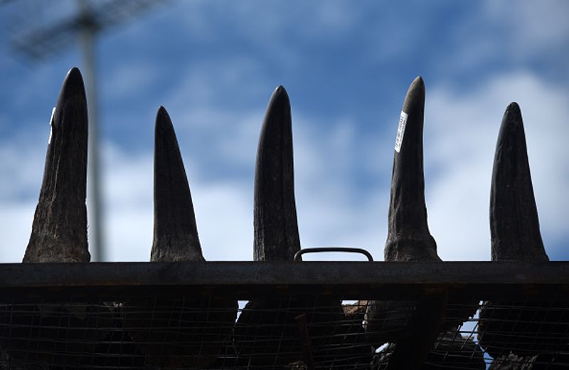 Assam government has set fire to the worlds largest collection of rhino horns