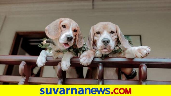 Dogs from Keralas Thrissur gets married in a grand ceremony cut cake have Biriyani dpl Dogs from Keralas Thrissur gets married in a grand ceremony cut cake have Biriyani dpl