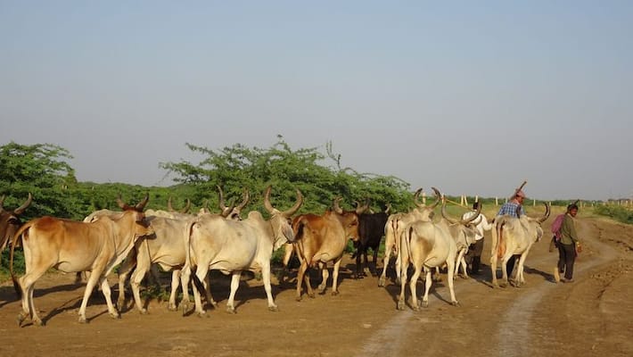 Bengaluru cowherd with Rs 10000 income gets GST notice for Rs 2 crore transaction mah Bengaluru cowherd with Rs 10000 income gets GST notice for Rs 2 crore transaction mah