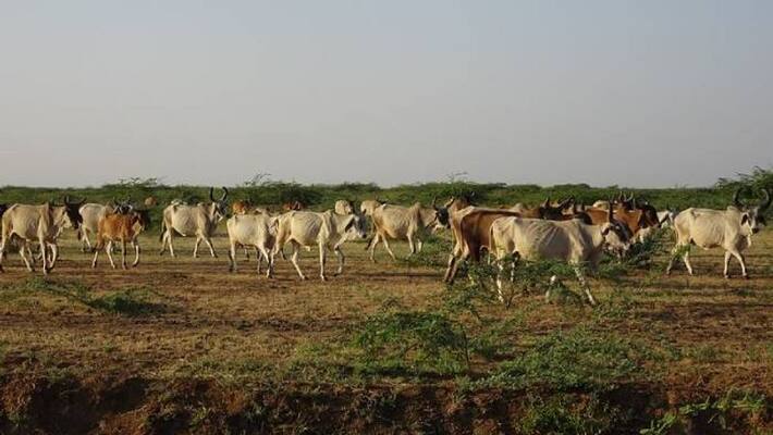 Six people including malayalees arrested for stealing cows from Karnataka Six people including malayalees arrested for stealing cows from Karnataka