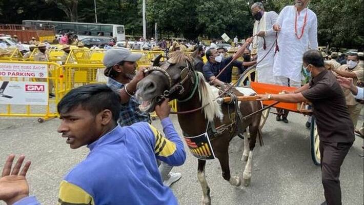 Congress leaders in horse carts to highlight fuel price hike Congress leaders in horse carts to highlight fuel price hike