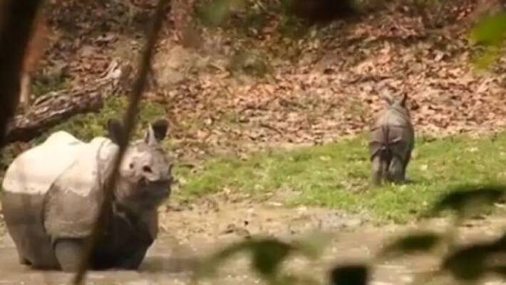 mother rhino protecting baby video mother rhino protecting baby video