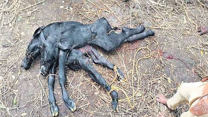 Villagers Shocked After Cow Gives Birth To a Calf With Two Heads, 6 Legs in Krishna District Villagers Shocked After Cow Gives Birth To a Calf With Two Heads, 6 Legs in Krishna District