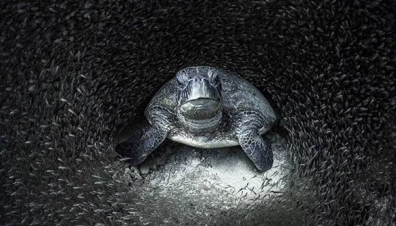 Ocean Photography Awards important images