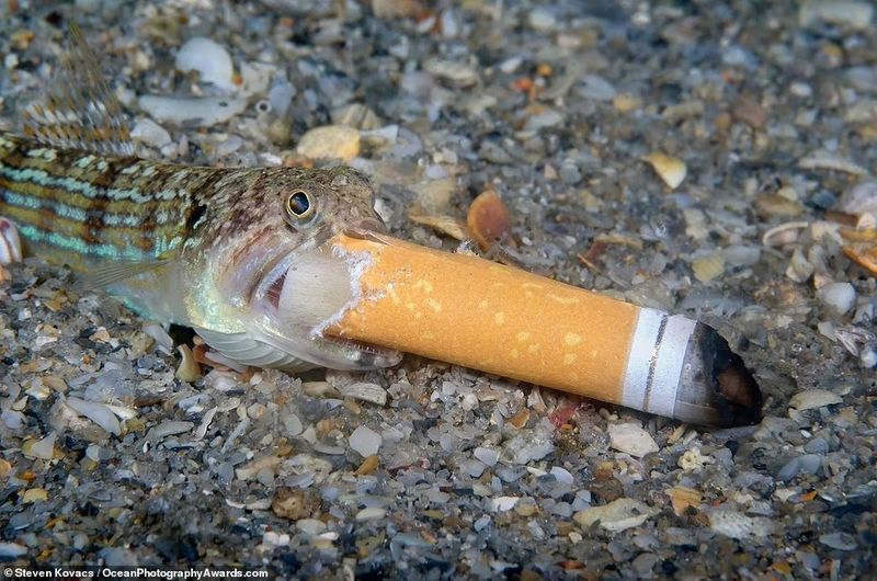 Ocean Photography Award marking marine pollution