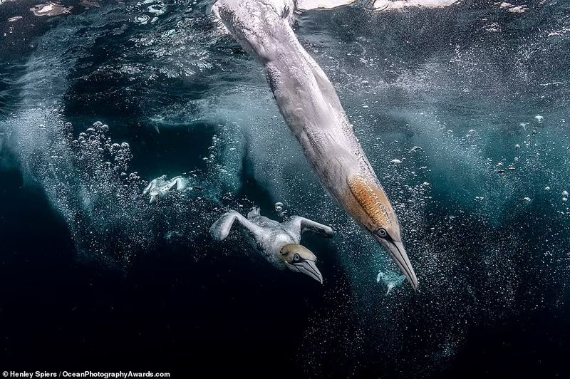Ocean Photography Award marking marine pollution