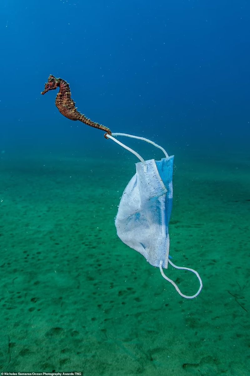 Ocean Photography Award marking marine pollution
