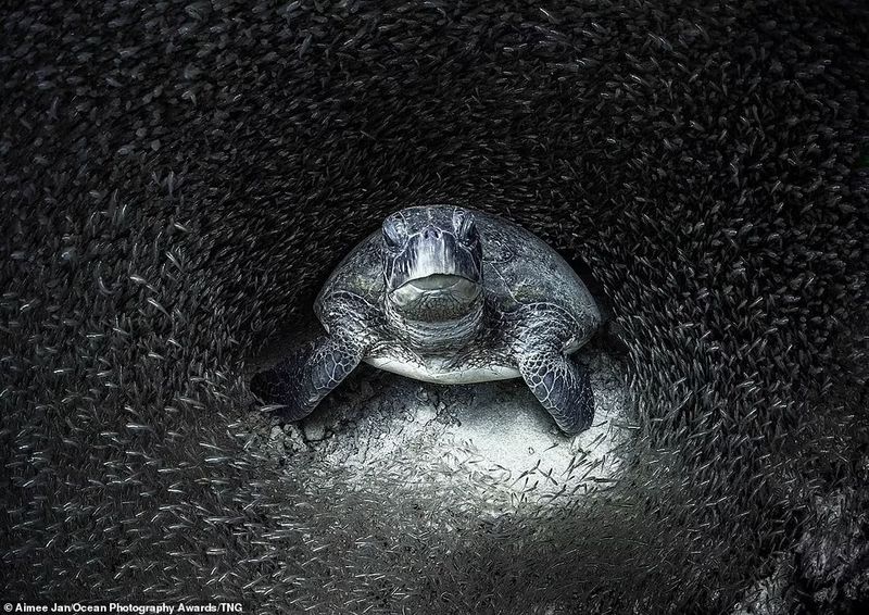 Ocean Photography Award marking marine pollution