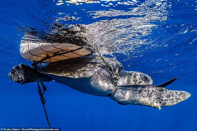 Ocean Photography Award marking marine pollution