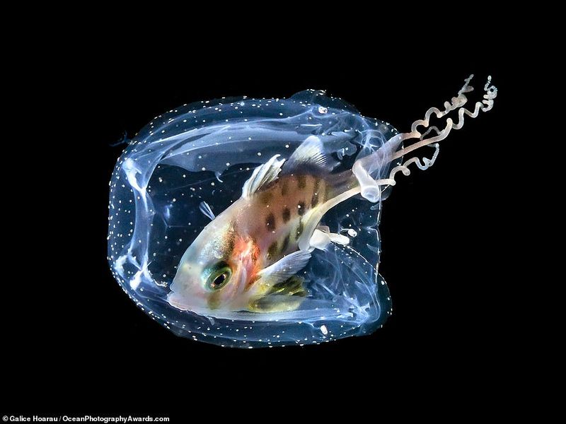 Ocean Photography Award marking marine pollution