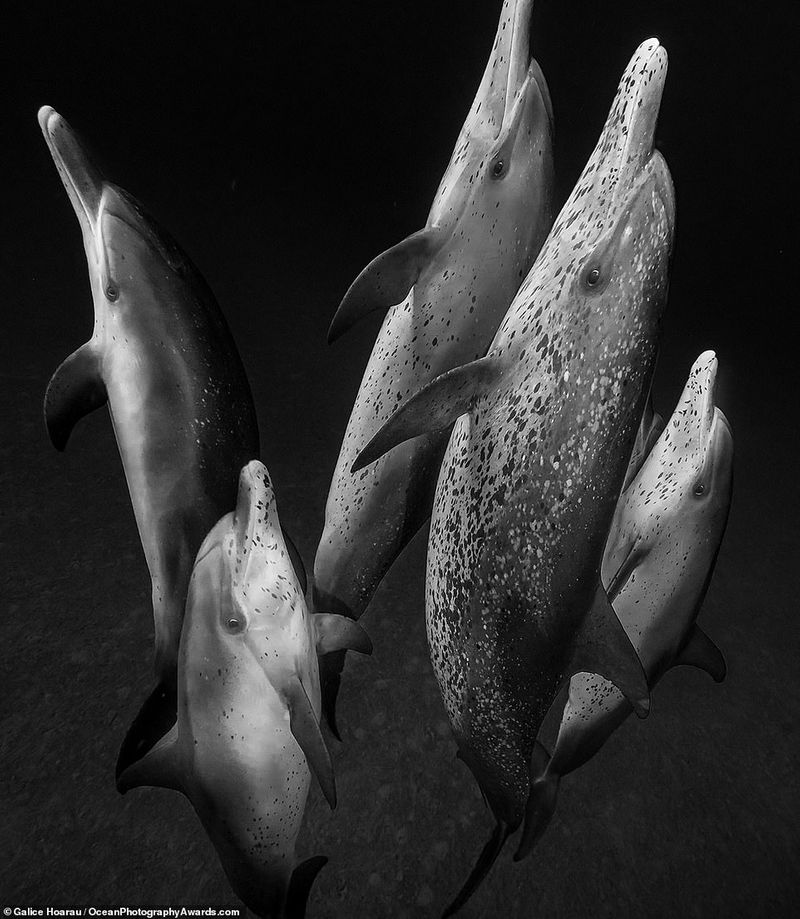Ocean Photography Award marking marine pollution