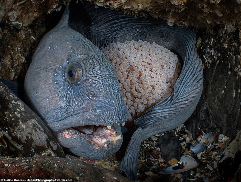 Ocean Photography Award marking marine pollution