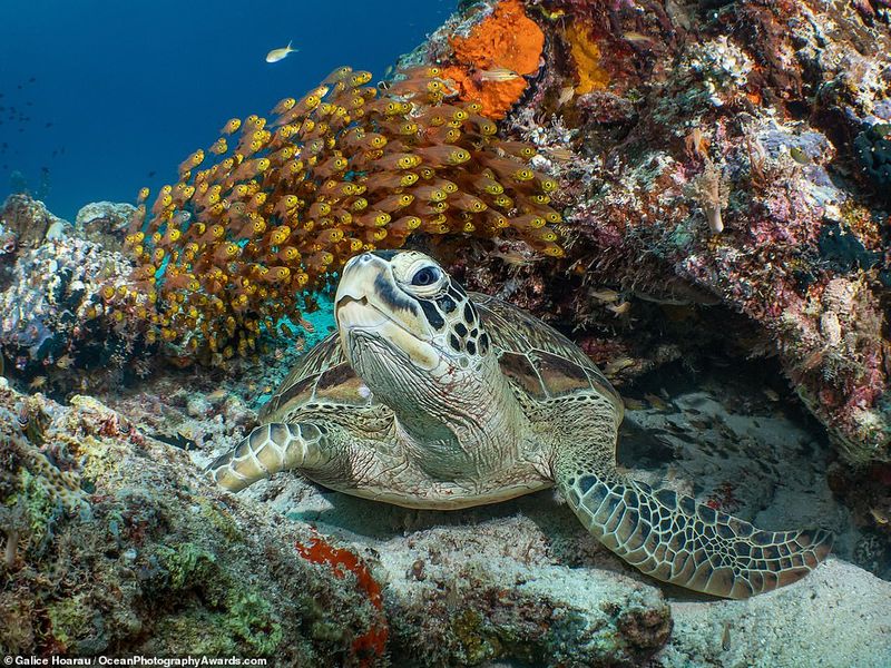 Ocean Photography Award marking marine pollution