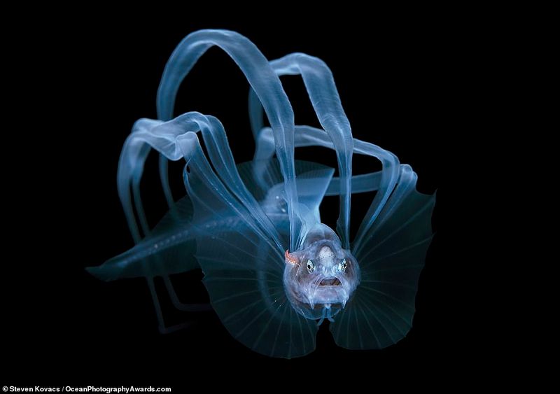 Ocean Photography Award marking marine pollution