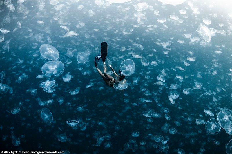 Ocean Photography Award marking marine pollution