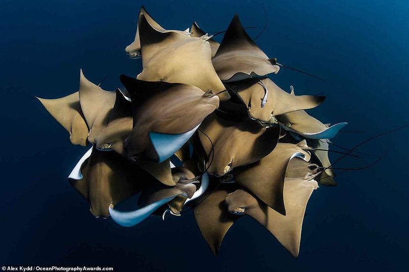 Ocean Photography Award marking marine pollution