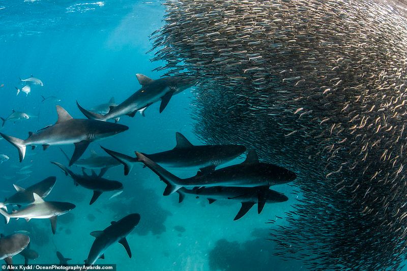 Ocean Photography Award marking marine pollution