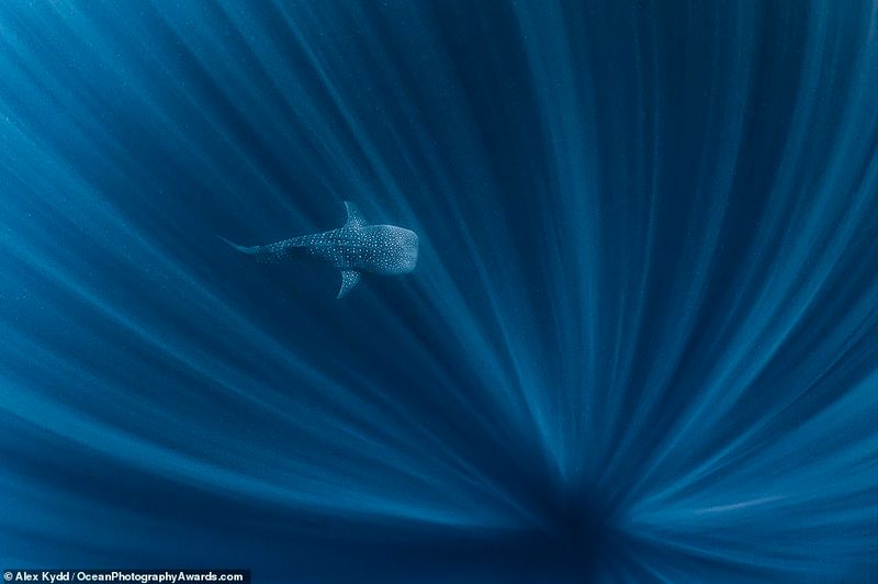 Ocean Photography Award marking marine pollution