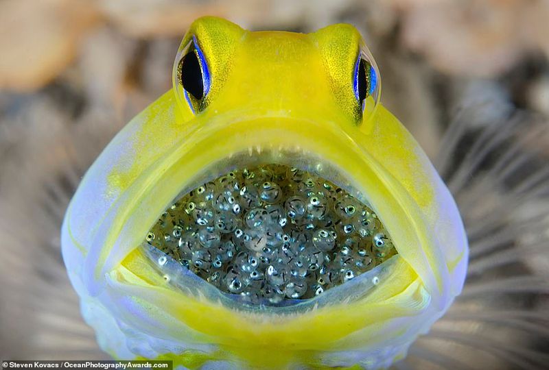 Ocean Photography Award marking marine pollution