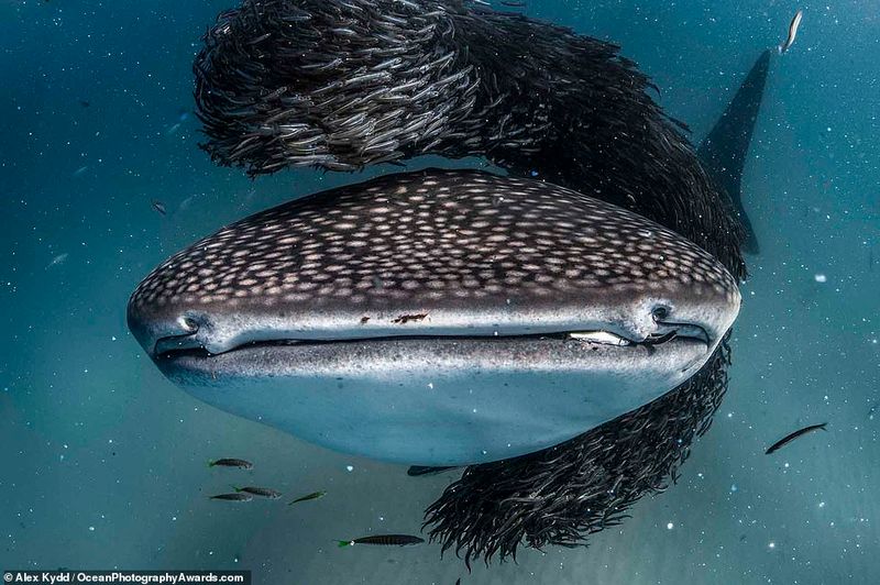 Ocean Photography Award marking marine pollution