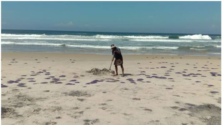 jelly fish found in kovalam beach jelly fish found in kovalam beach