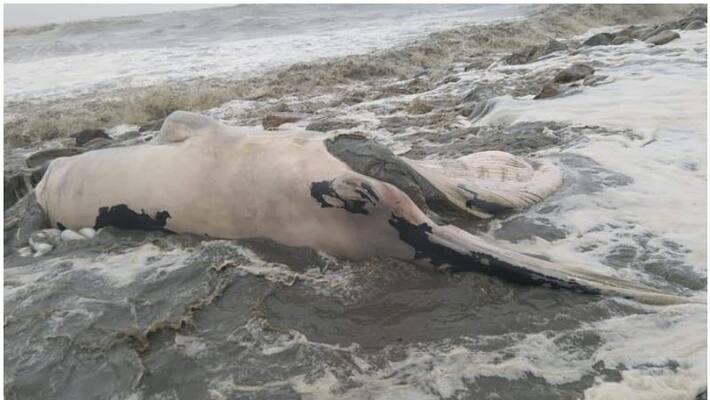 whale body found in alappuzha whale body found in alappuzha