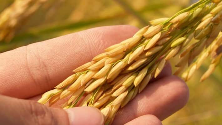 Drought tolerant, nutrition rich, disease resistant PM Modi to unveil 35 new crop varieties VPN Drought tolerant, nutrition rich, disease resistant PM Modi to unveil 35 new crop varieties VPN