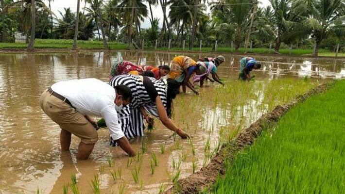 The collector who planted the seedling in the mud with his wife .. A single photo that amazes many. The collector who planted the seedling in the mud with his wife .. A single photo that amazes many.