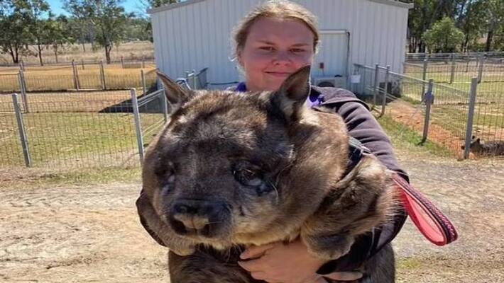 wombat put on an exercise program wombat put on an exercise program