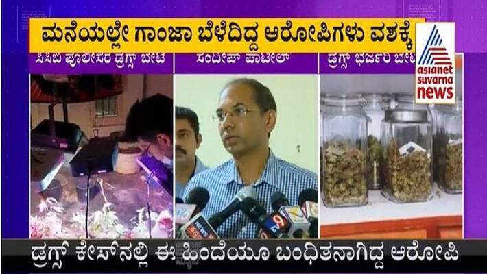 Four including two foreign citizens arrested by CCB Police for growing ganja mah Four including two foreign citizens arrested by CCB Police for growing ganja mah