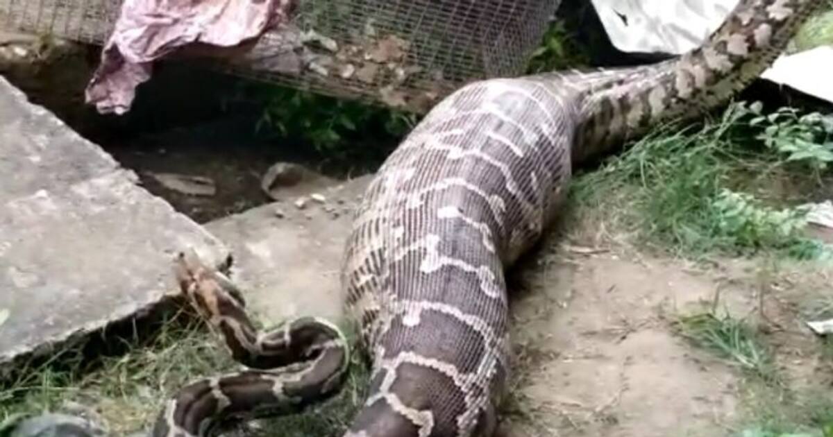 നായയെ അകത്താക്കി വിശ്രമിക്കുന്നതിനിടെ പെരുമ്പാമ്പ് പിടിയിൽ | Python ...