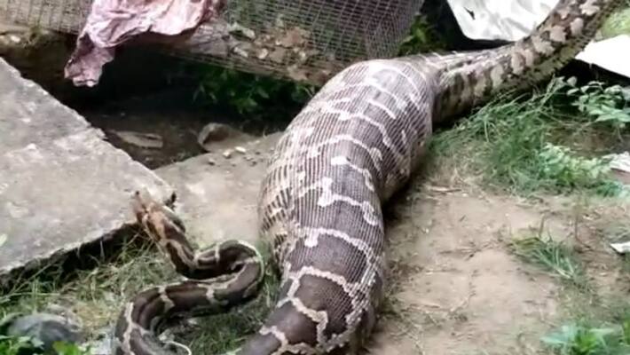 Python eats dog caught in thrissur Python eats dog caught in thrissur