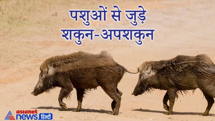 Astrology know about shakun apshakun related to animals Astrology know about shakun apshakun related to animals
