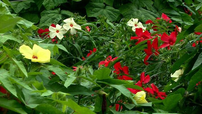 modified ladies finger beauty that beats the orchid modified ladies finger beauty that beats the orchid