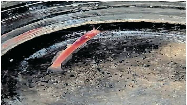 Discovered underground fish belonging to the genus Horaglanis Discovered underground fish belonging to the genus Horaglanis