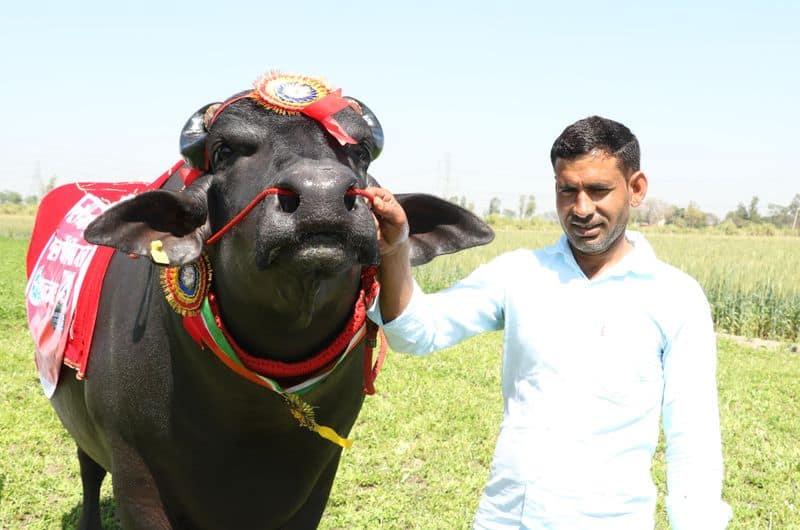 Sultan indias biggest  murrah buffalo dies of heart attack