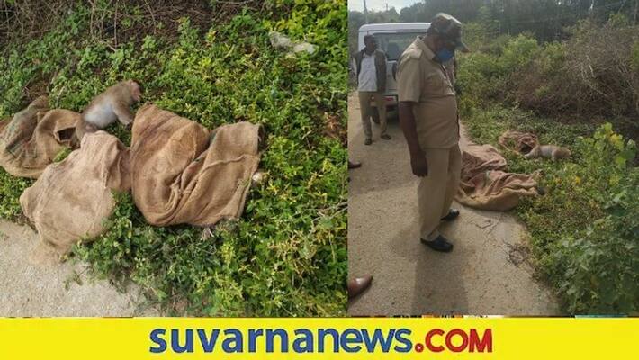 Mass Killing of Monkeys Spotted Tamaka in Kolar snr Mass Killing of Monkeys Spotted Tamaka in Kolar snr