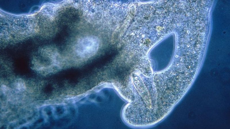 Child dies of brain eating amoeba likely contracted at Texas splash pad officials say pod