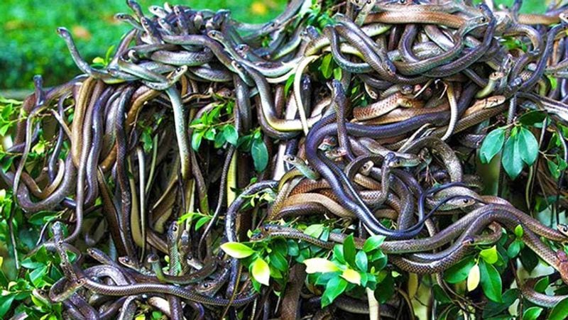 Brazil largest and most dangerous snakes in the world live in Ilha da Queimada Grande