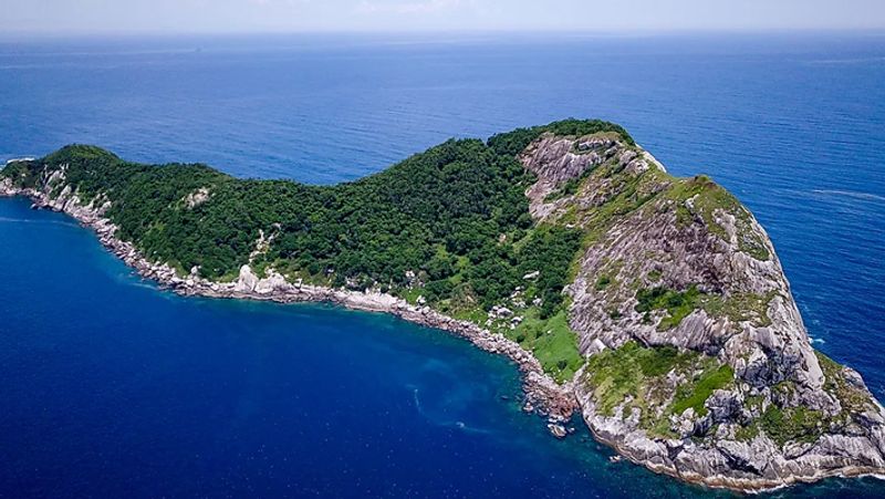 Brazil largest and most dangerous snakes in the world live in Ilha da Queimada Grande