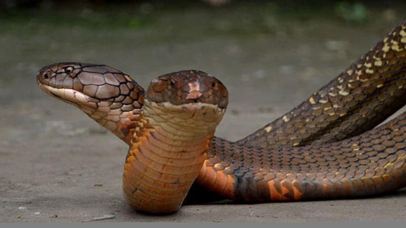 Brazil largest and most dangerous snakes in the world live in Ilha da Queimada Grande