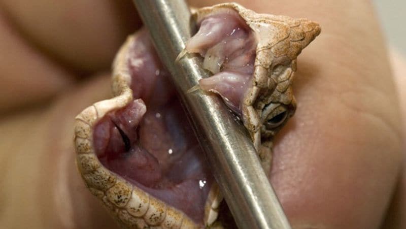 Brazil largest and most dangerous snakes in the world live in Ilha da Queimada Grande