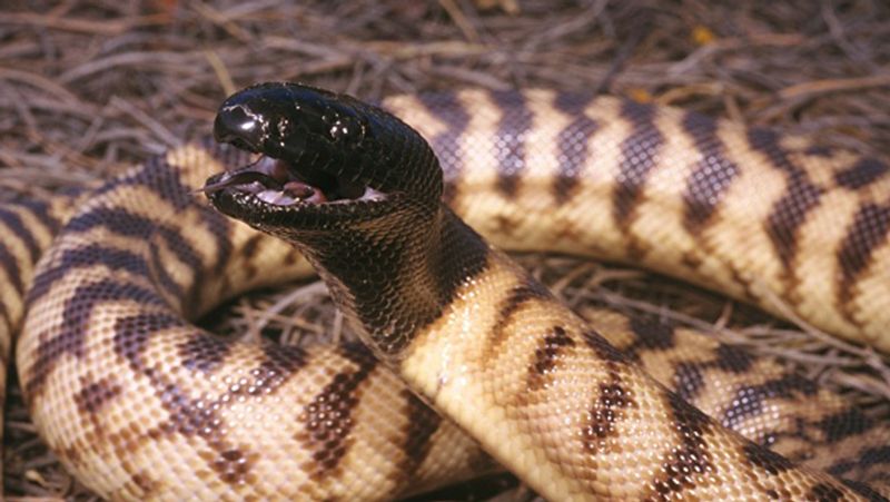 Brazil largest and most dangerous snakes in the world live in Ilha da Queimada Grande